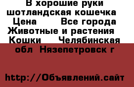В хорошие руки шотландская кошечка › Цена ­ 7 - Все города Животные и растения » Кошки   . Челябинская обл.,Нязепетровск г.